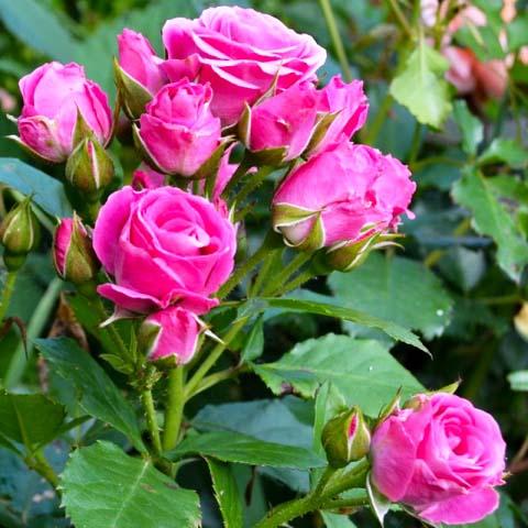 Розы Лавли Лидия Фото